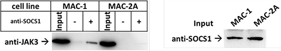 JAK3-SOCS1 interaction disrupted by SOCS1 mutations.