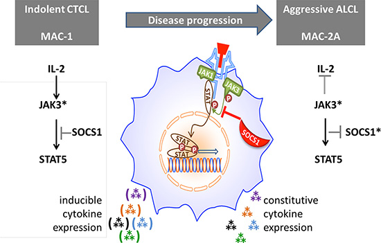 Proposed role of SOCS1 in modulating cytokine signaling via the JAK/STAT axis.