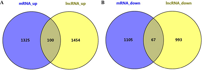 Differentially expressed lncRNAs and mRNAs in EphB6-overexpressing IMCE cells.