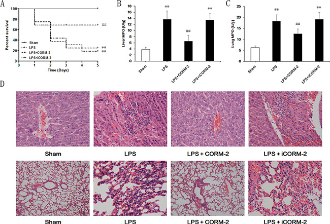 Effect of CORM-2 on survival and neutrophil infiltration in livers and lungs of septic mice.