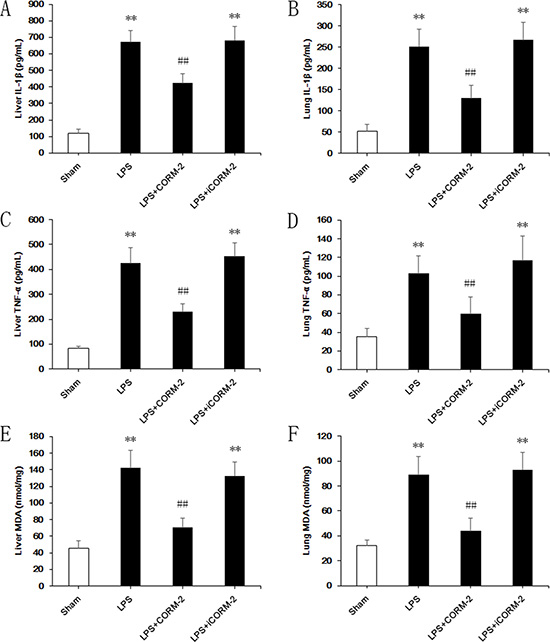 Effect of CORM-2 on inflammatory responses of livers and lungs in septic mice.