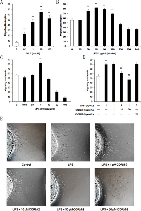 Effect of CORM-2 on migration in LPS-stimulated neutrophils.