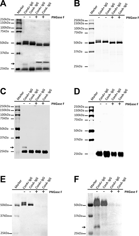 Extra N-glycans attach to part heavy chain or kappa light chain of ConA+ IgG.