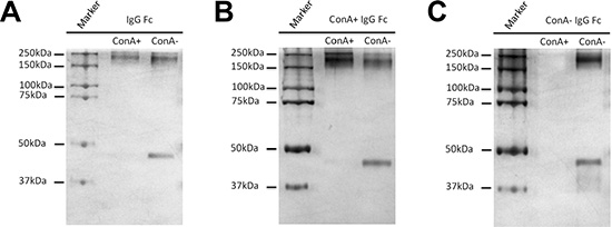 Oligosaccharides attached to Asn 297 of IgG Fc fragments are located in the inside of the natural protein of IgG and are inaccessible by ConA.