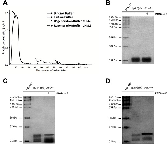 IgG was fractionated into three fractions: Fab non-glycosylation IgG (ConA- IgG), Fab asymmetrically glycosylated IgG (ConA+ IgG) and Fab symmetrically glycosylated IgG (ConA++ IgG) with ConA affinity chromatography.