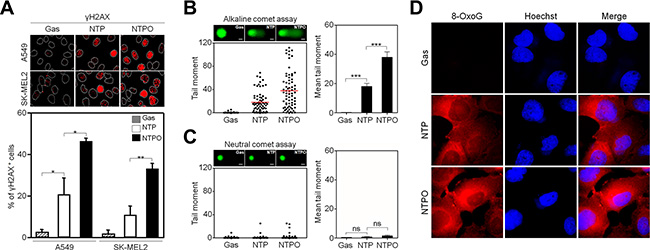 NTP and NTPO induce genomic DNA lesions and breaks.