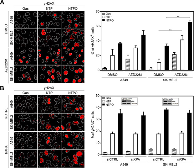 Reinforced DNA breaks in plasma treatment with a PARP inhibitor.