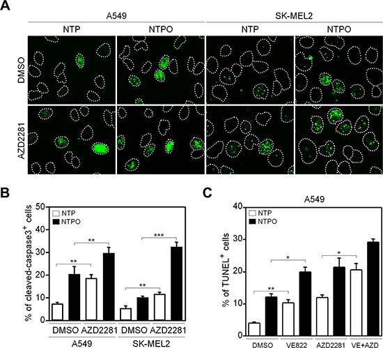 Inhibition of PARP1 augments apoptosis during NTP and NTPO treatment.