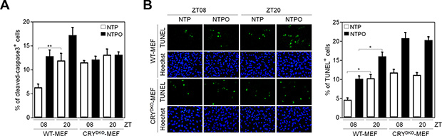 PARP1 activity dictates circadian toxicity of NTP and NTPO in normal cells.