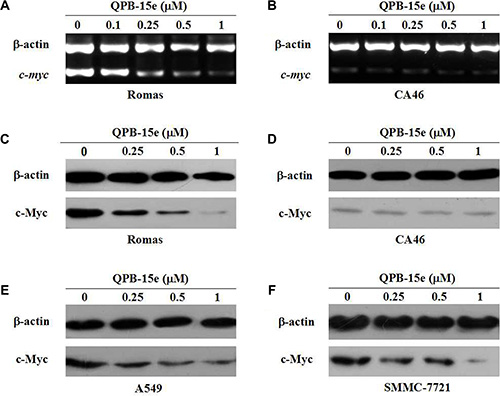 Effects of QPB-5e on c-myc transcription and translation.