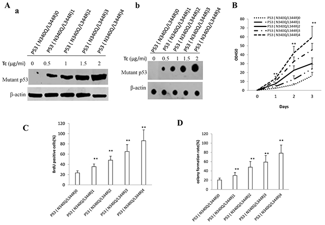 Double mutant P53 (N340Q/L344R) accelerlates liver cancer cell Hep3B growth in vitro.