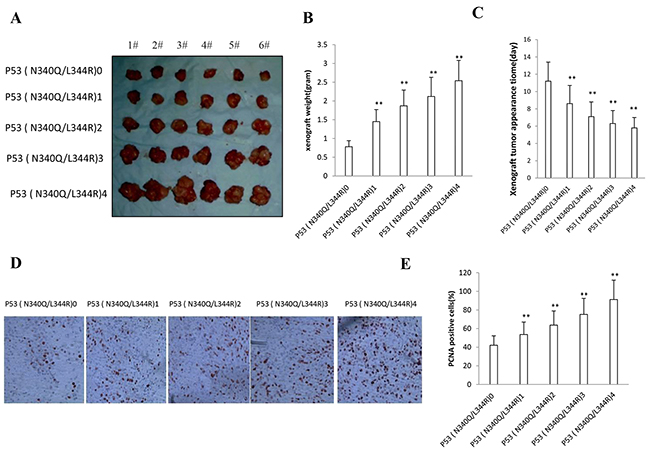 Double mutant P53 (N340Q/L344R) promotes liver cancer cell Hep3B growth in vivo.