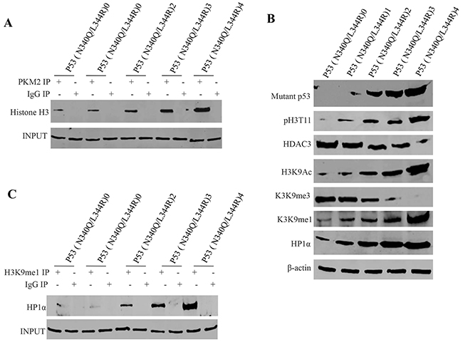 mutant P53 (N340Q/L344R) promotes the interplay between H3K9me1 and HP1&#x03B1;.