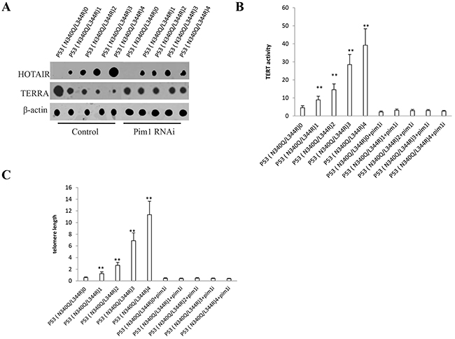 mutant P53 (N340Q/L344R) enhances HOTAIR expression and stimulates telomerase activity through pim1.