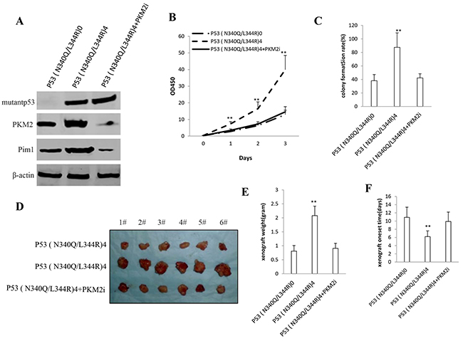 The rescued experiment of carcinogenesis effect of the mutant P53 (N340Q/L344R).