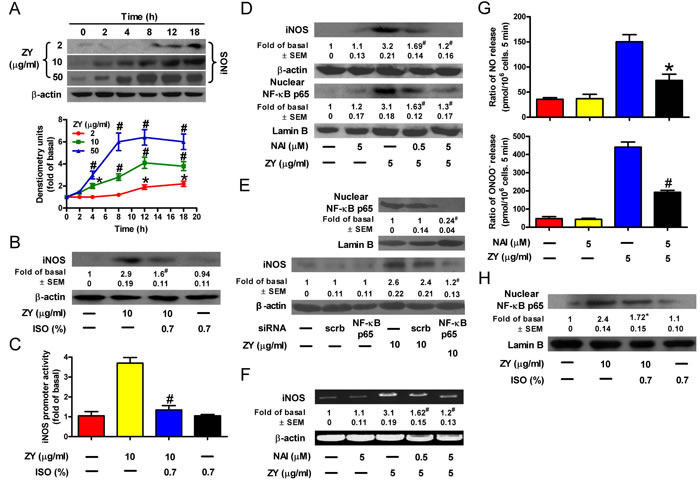 Isoflurane impairs zymosan-induced NF-&#x3ba;B activation, iNOS expression and NO/ONOO