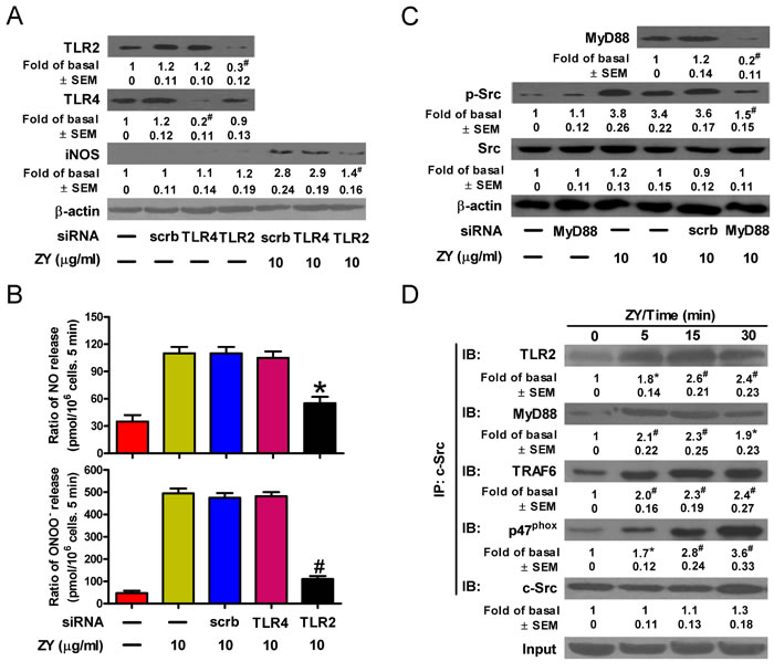 Zymosan activates c-Src through TLR2 signaling in neutrophils.