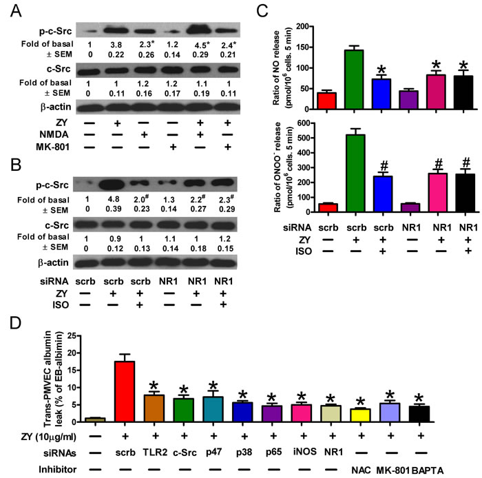 Isoflurane decreases c-Src activity by targeting the NMDA glutamate receptor.