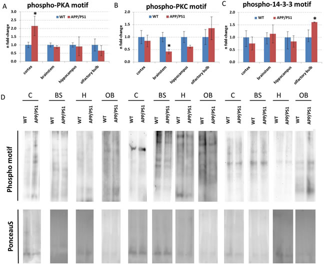 Immunoblotting of total proteins with phospho-motifs against PKA, PKC and 14-3-3.