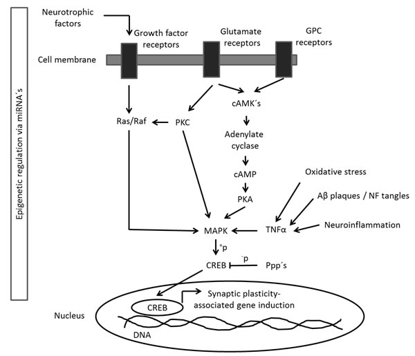 CREB-mediated signalling pathway.