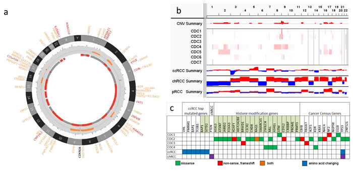 Somatic alterations in kidney CDC.