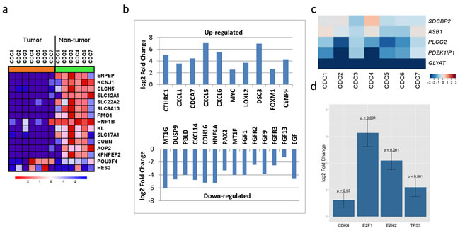 RNASeq profiles of CDC gene expression.