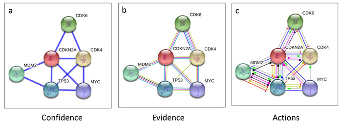 CDKN2A interacting proteins.