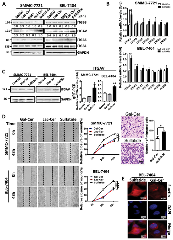 Sulfatide enhanced integrin &#x03B1;V expression and wound healing in HCC.