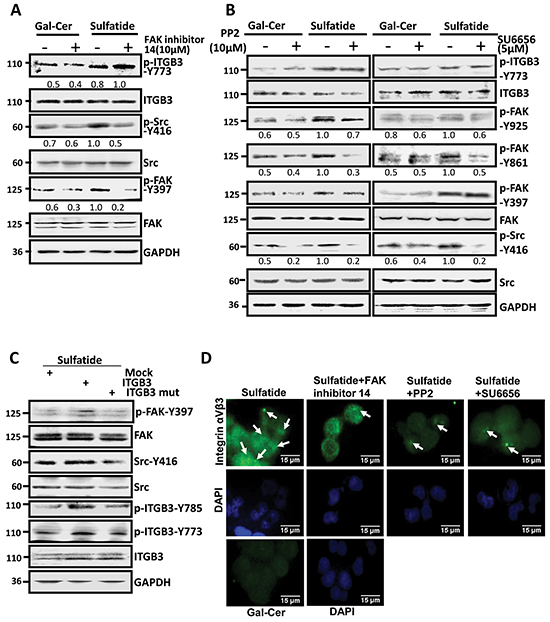 Sulfatide stimulated integrin &#x03B1;V&#x03B2;3 and activated FAK-Src signaling.