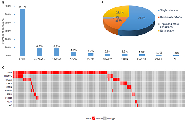Analysis of somatic mutations in FFPE specimens from SqCLC patients.