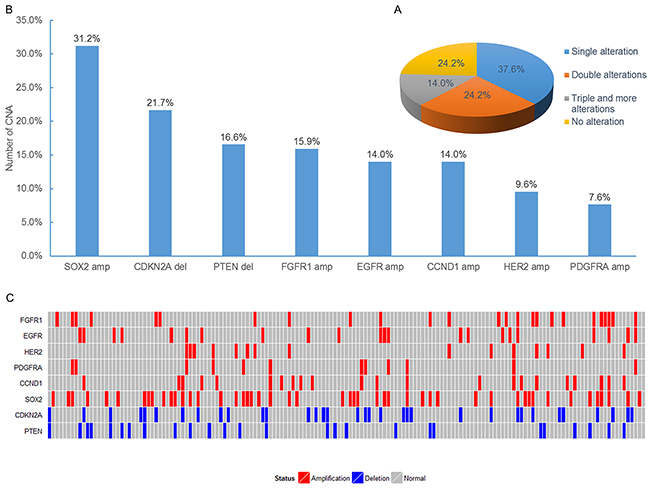 Analysis of copy number alterations in FFPE specimens from SqCLC patients.