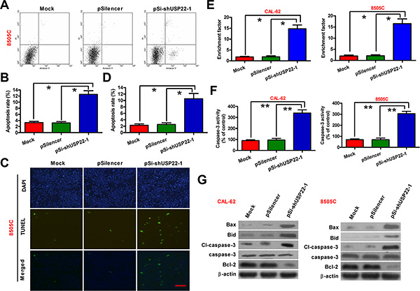 USP22 silencing promotes ATC cell apoptosis.