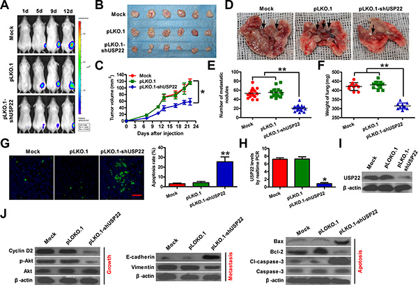 Knockdown of USP22 inhibits ATC tumorigenesis in vivo.