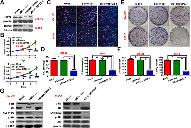 Inhibitory effect of USP22 depletion on ATC cell proliferation.