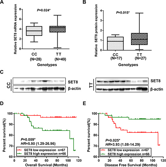 Functional relevance of SET8 3&#x2032;-UTR SNP on SET8 expression and the association of SET8 expression with the prognosis of breast cancer patients.
