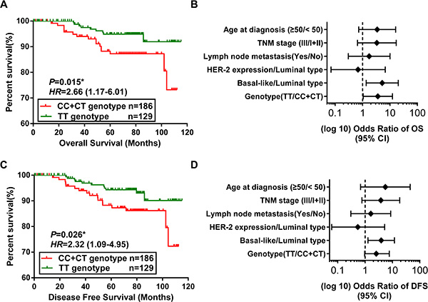Association between the SNP in SET8 3&#x2032;-UTR and breast cancer survival.