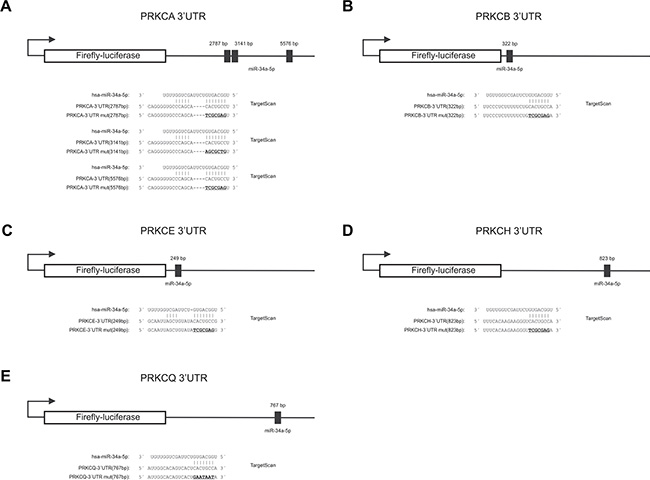 Schematic diagram of the reporter gene vectors including miR-34a-5p binding sites.