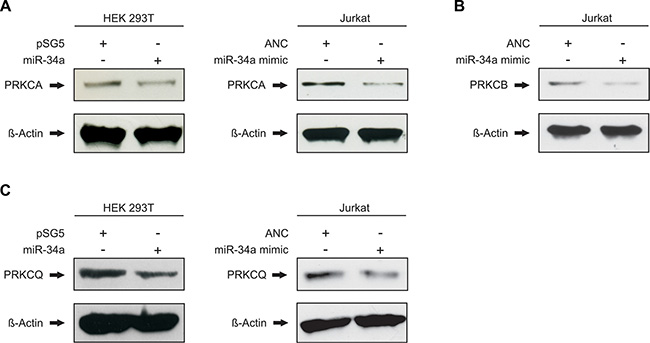 miR-34a-5p regulates the endogenous protein levels of PRKCA, PRKCB and PRKCQ.
