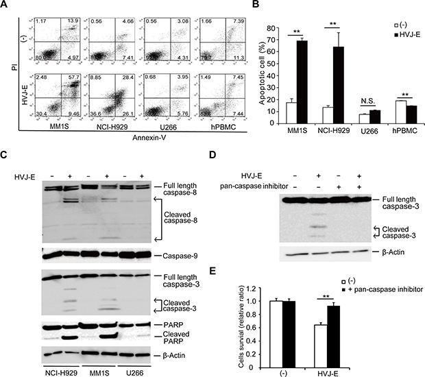 HVJ-E induces caspase-dependent apoptosis in MM cells.