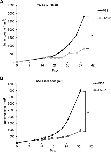 HVJ-E inhibits MM cell growth in vivo in MM xenograft mouse models.
