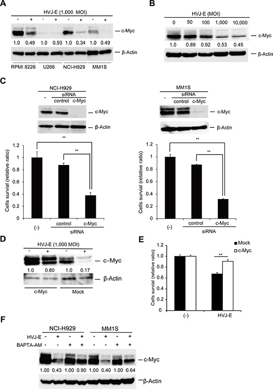 HVJ-E-induced apoptosis is associated with c-Myc downregulation.
