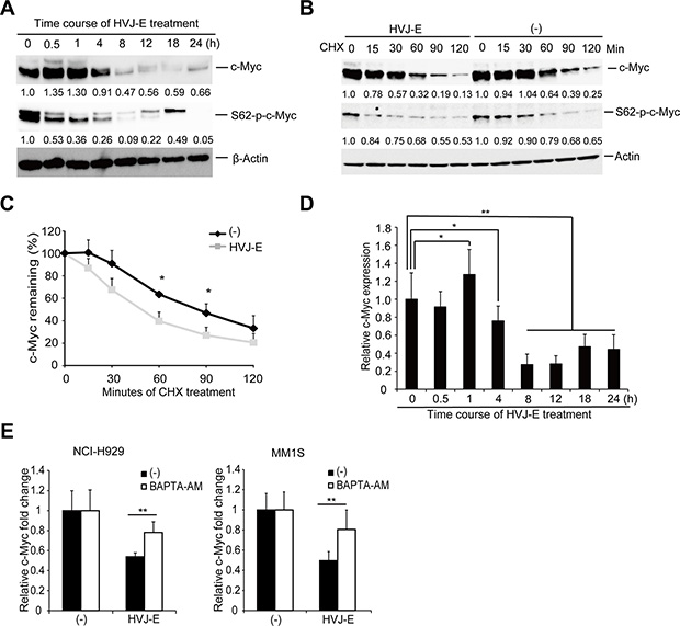 HVJ-E decreases S62-p-c-Myc expression and destabilizes c-Myc protein, BAPTA-AM prevented HVJ-E-induced c-Myc transcription downregulation.