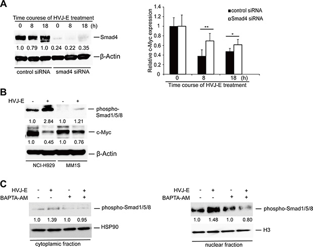 The involvement of SMADs in HVJ-E-induced suppression of c-Myc transcription.