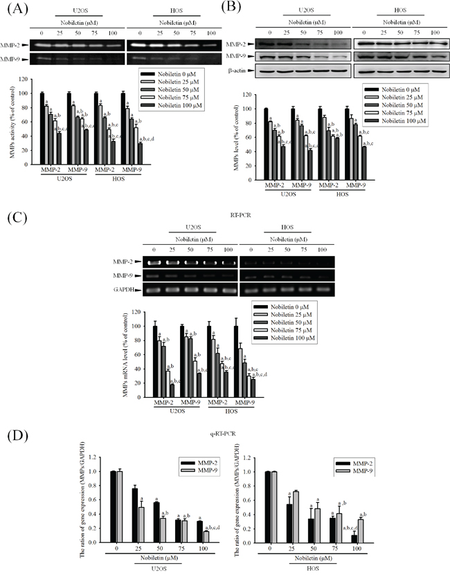 Nobiletin inhibits MMP-2 and MMP-9 proteolytic activity, protein and mRNA expression.
