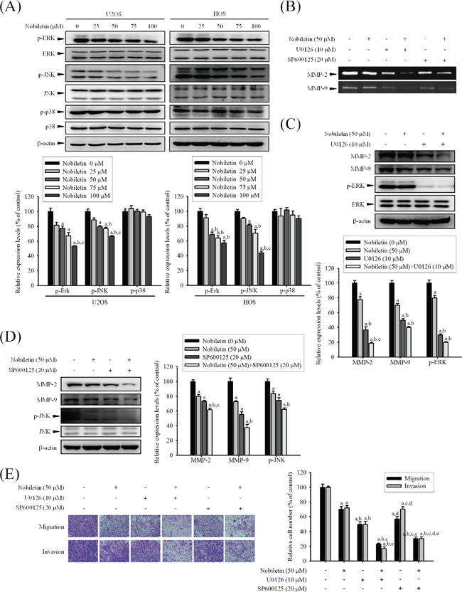 Effects of nobiletin on the MAPK pathway in U2OS and HOS cells.