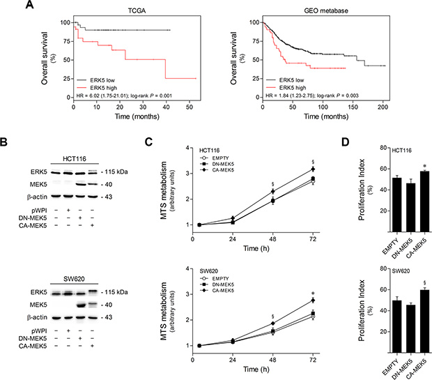 High ERK5 expression in colon cancer correlates with poor patient survival, and MEK5 constitutive activation increases colon cell proliferation.