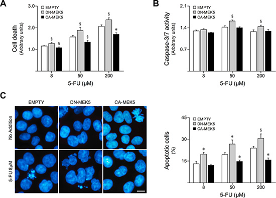 MEK5 differential activation modulates HCT116 cell sensitivity to 5-FU.