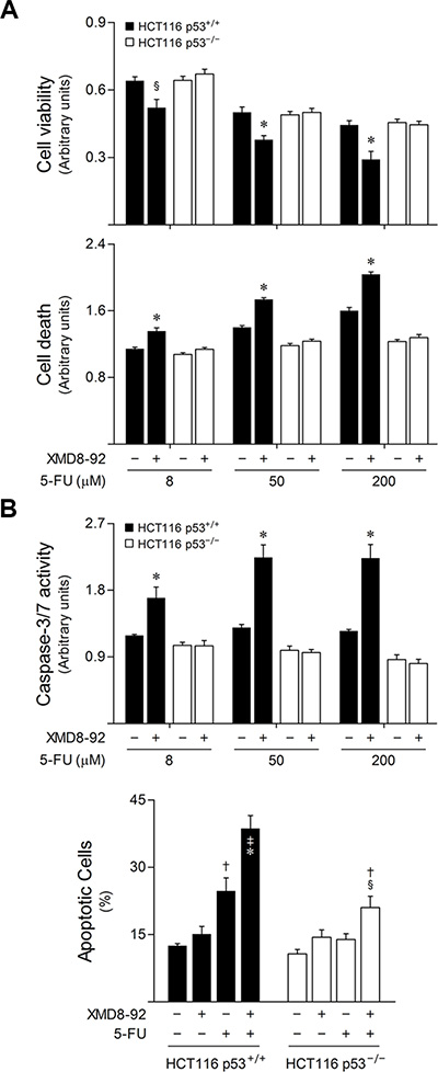 ERK5 inhibition increases 5-FU-induced apoptosis in a p53-dependent manner.