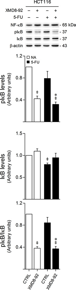 ERK5 inhibition decreases I&#x03BA;B phosphorylation.