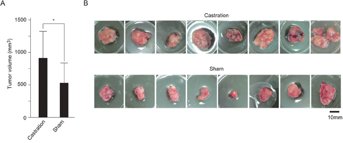Promotion of SE cell growth in castrated mice.